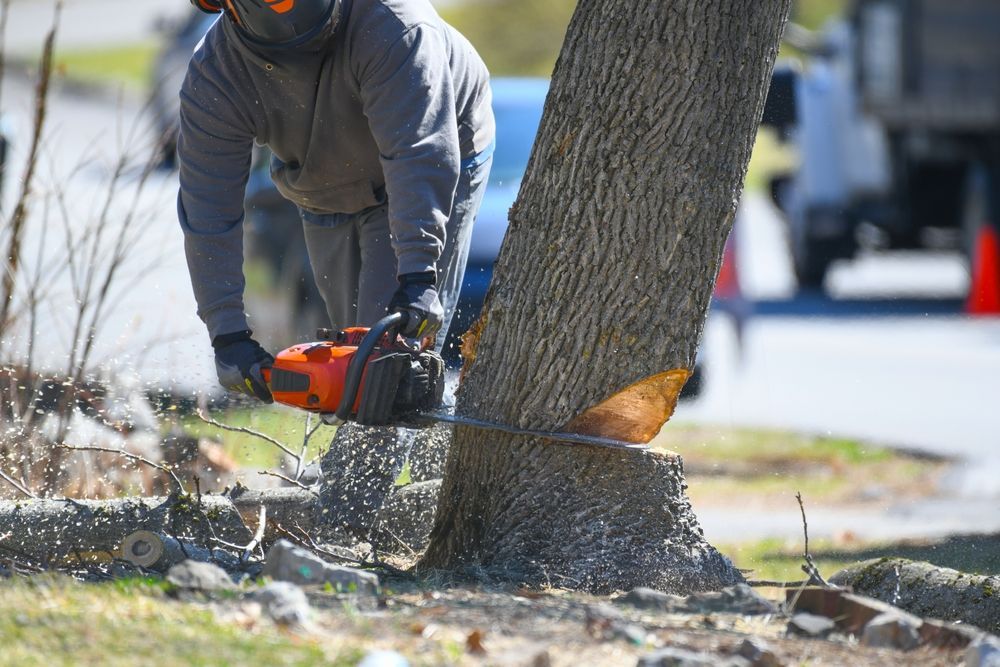 Person in safety gear using a chainsaw to cut a tree trunk outdoors.
