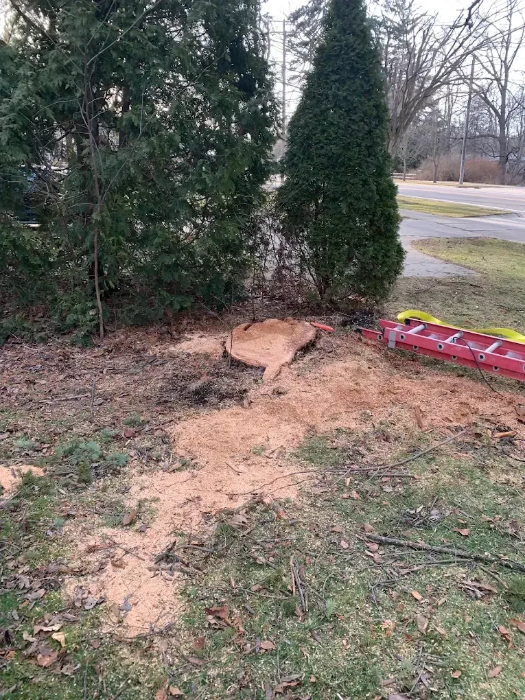 A tree stump with sawdust next to green trees, grass, and a red ladder on the side.