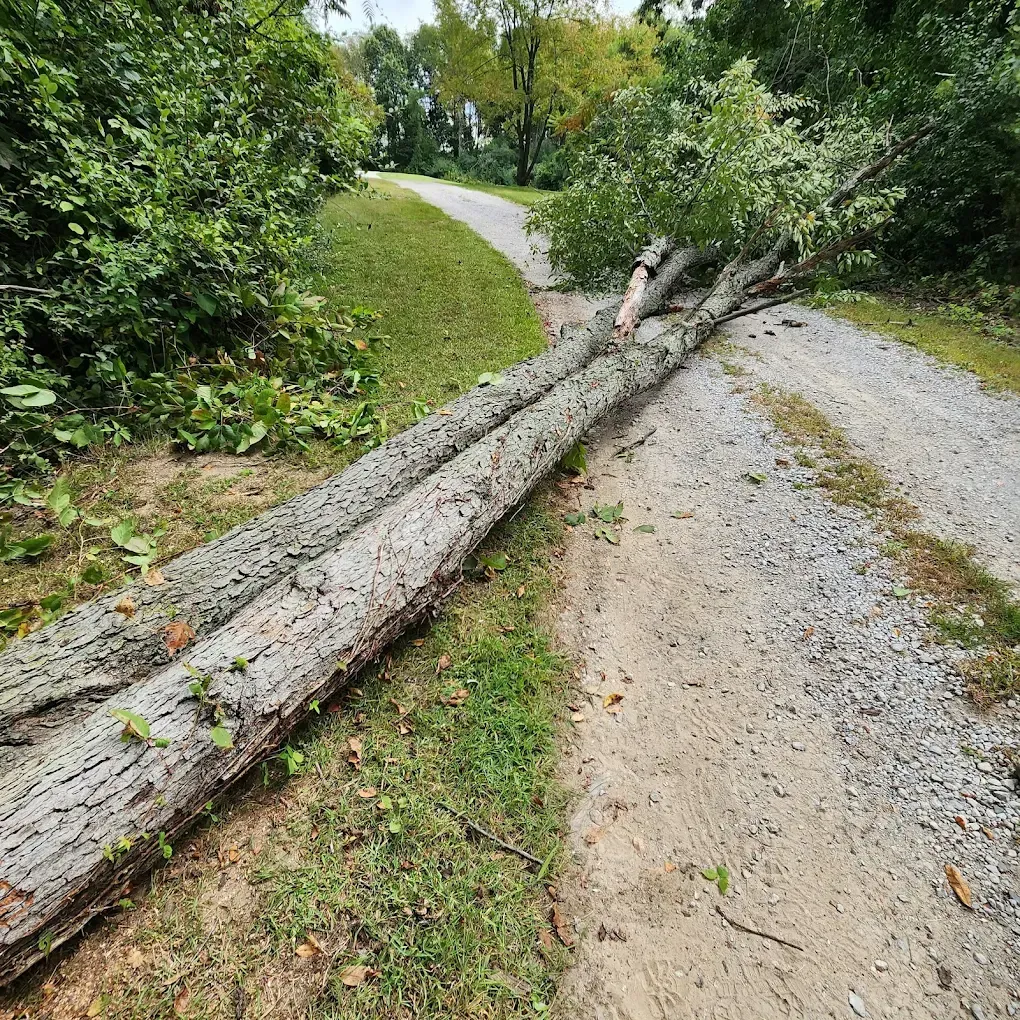 A large tree has fallen across a gravel path in a wooded area, obstructing the walkway.