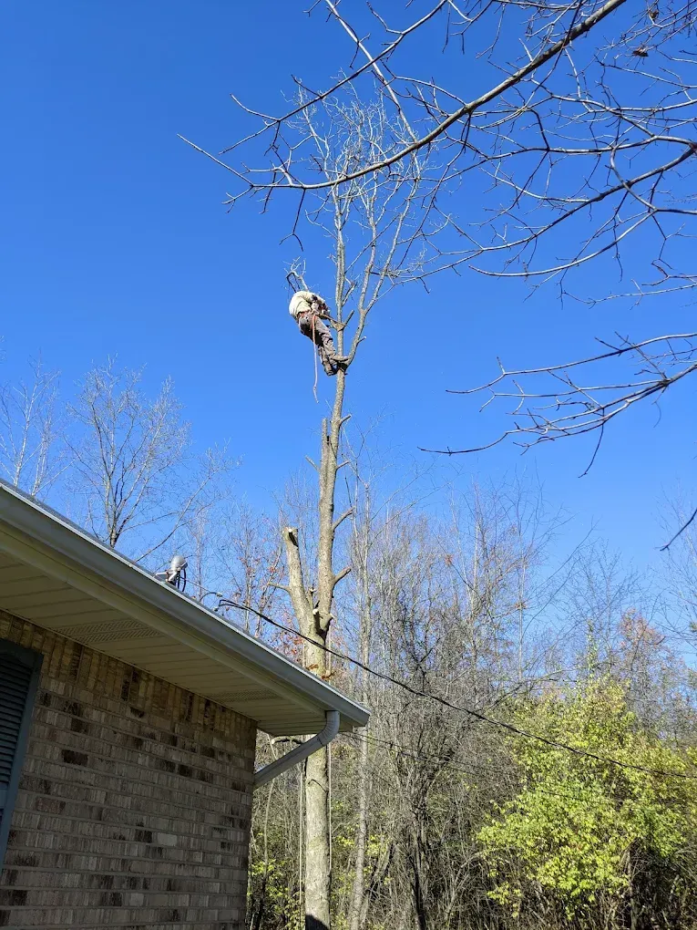 A tree service worker with a chainsaw is high in a tree, trimming branches.