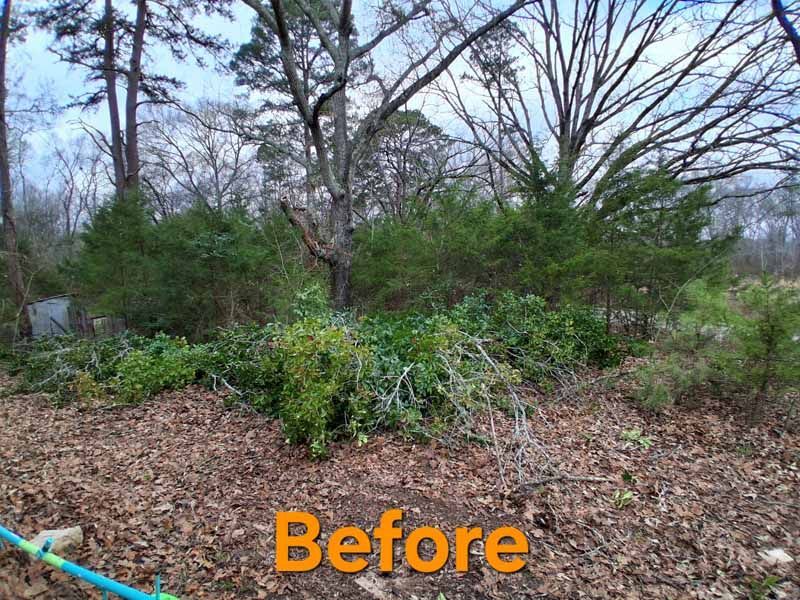 A wooded area with fallen branches and brush on the ground, labeled with the word 
