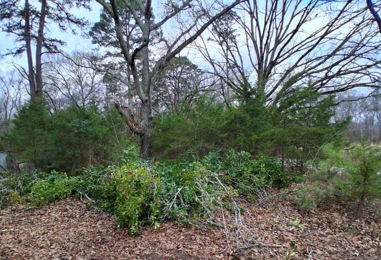 A wooded area featuring a large, central tree surrounded by dense evergreen shrubs and a foreground of fallen dry leaves.