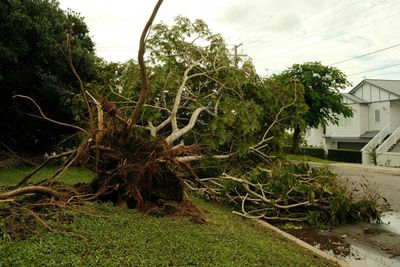 A large tree uprooted by a storm lies across a grassy lawn and edge of a residential street near a white house.