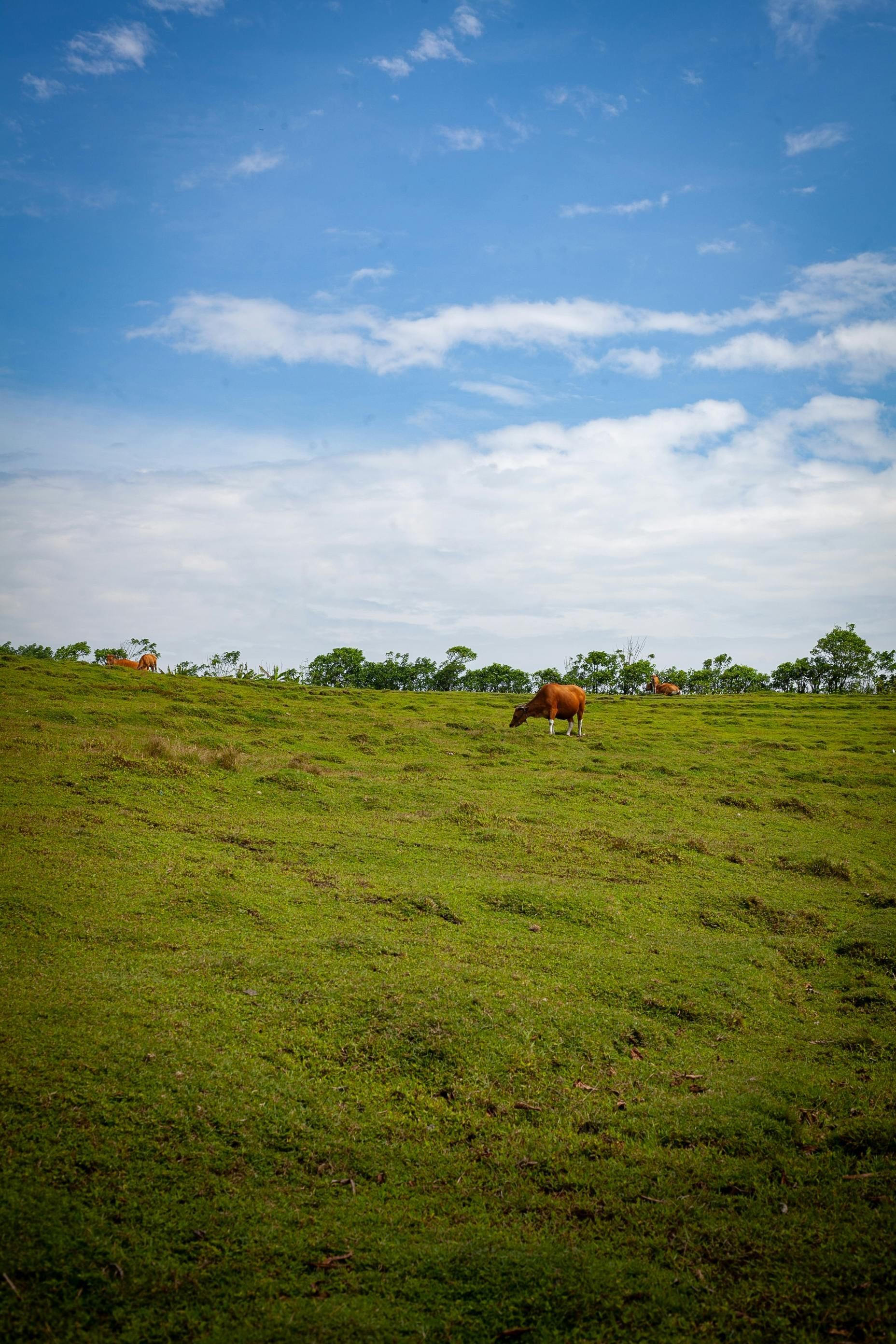 A brown cow grazes on a sunny, grassy hillside under a blue, cloudy sky.