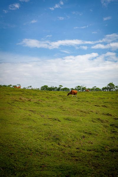 A brown cow grazes on a lush, rolling green hillside under a bright blue sky with scattered white clouds.