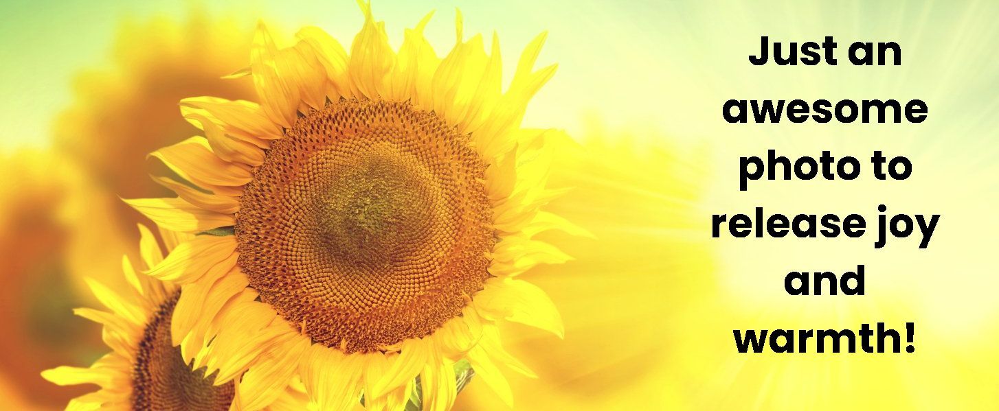 A beautiful golden sunflower in full bloom