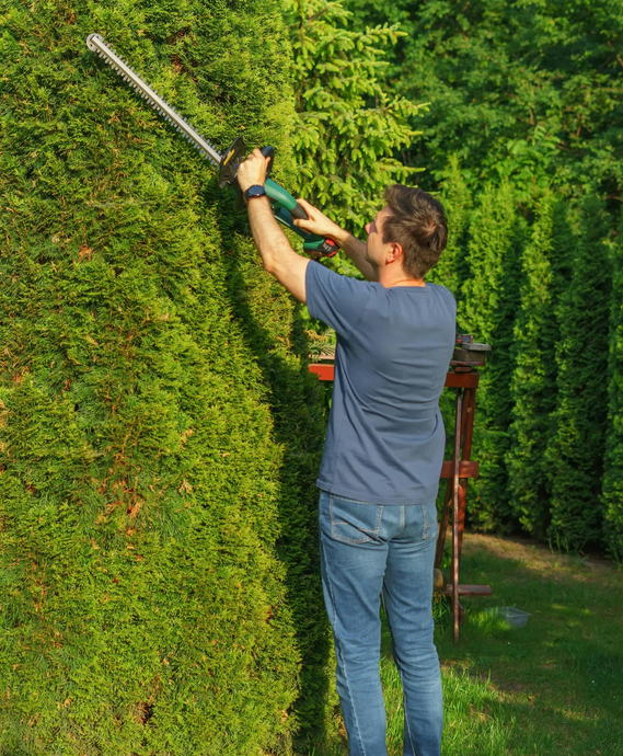 Person trimming a tall green hedge with electric hedge clippers in a garden.
