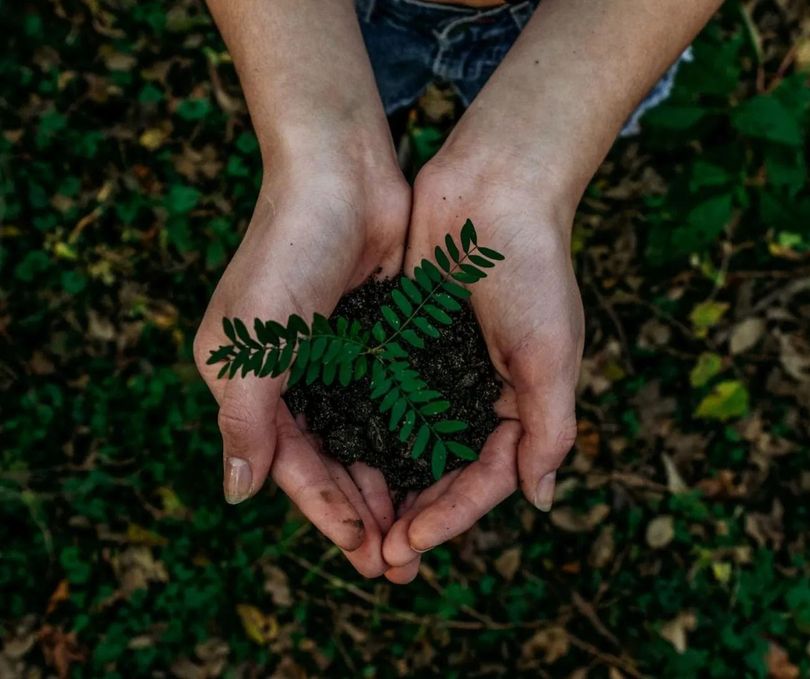 Mãos em concha segurando uma pequena samambaia verde sobre o chão escuro da floresta