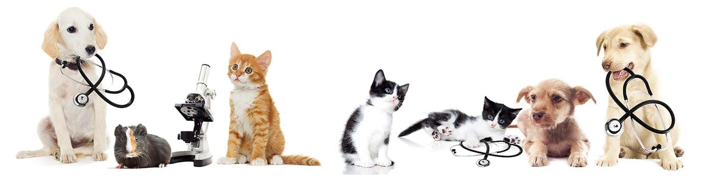 CLINICA VETERINARIA GALERIA  -  cuidado de mascotas