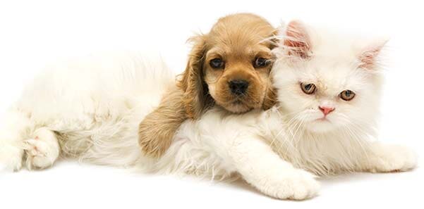 CLINICA VETERINARIA GALERIA  -  vacunas