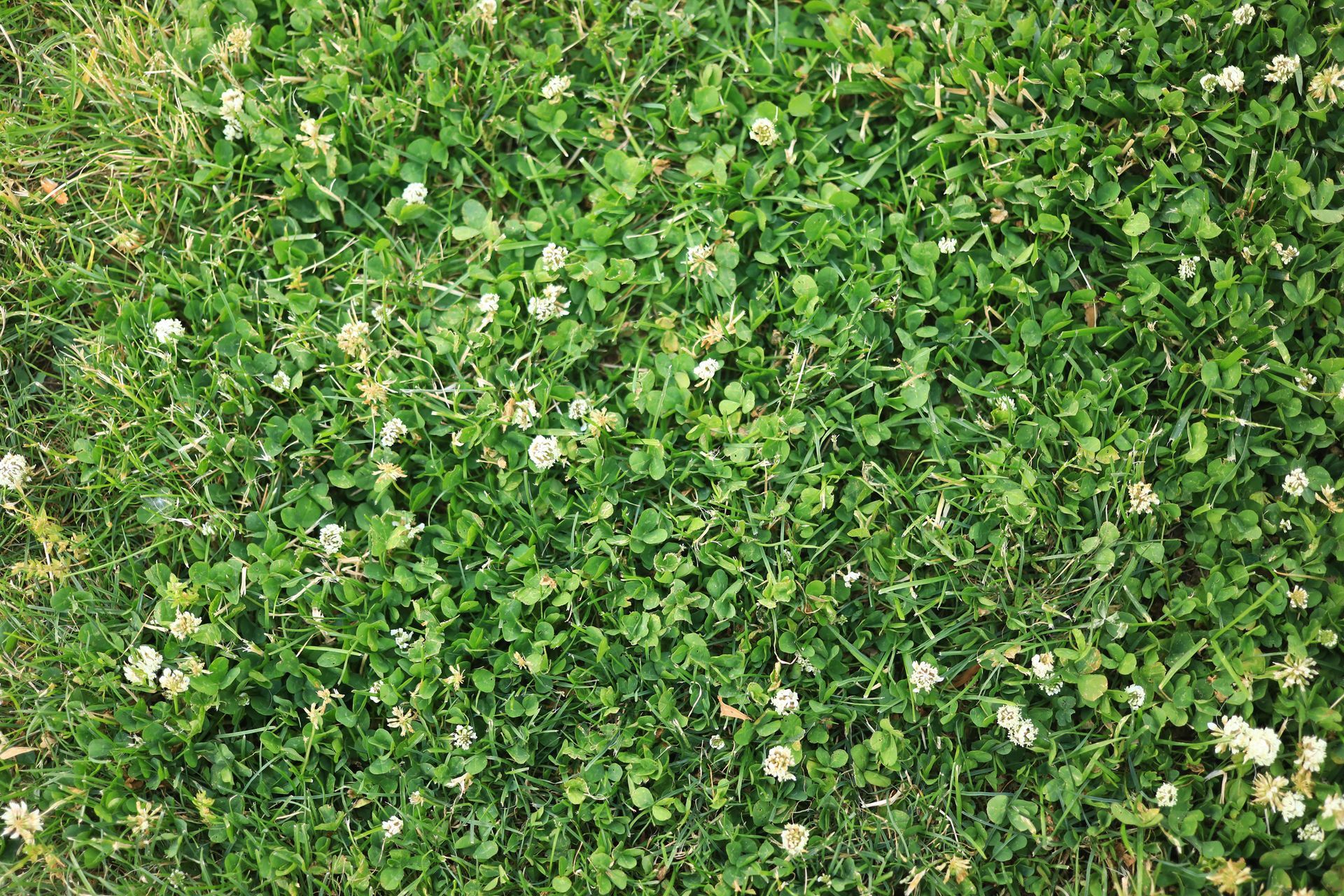 A close up of a field of green grass and white flowers.
