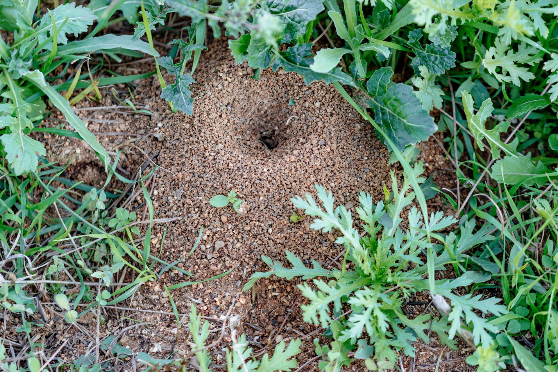 There is a hole in the ground surrounded by grass and plants.