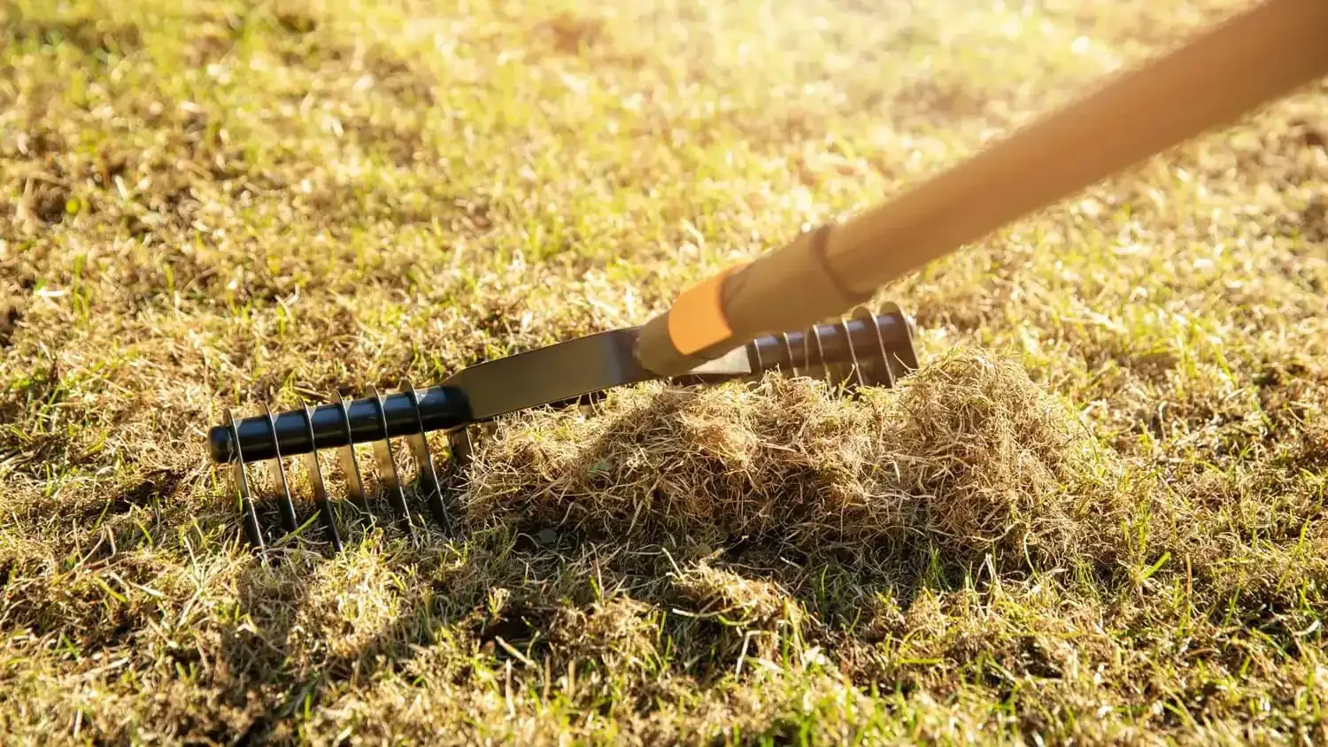 A person is dethatching grass in a yard with a rake.
