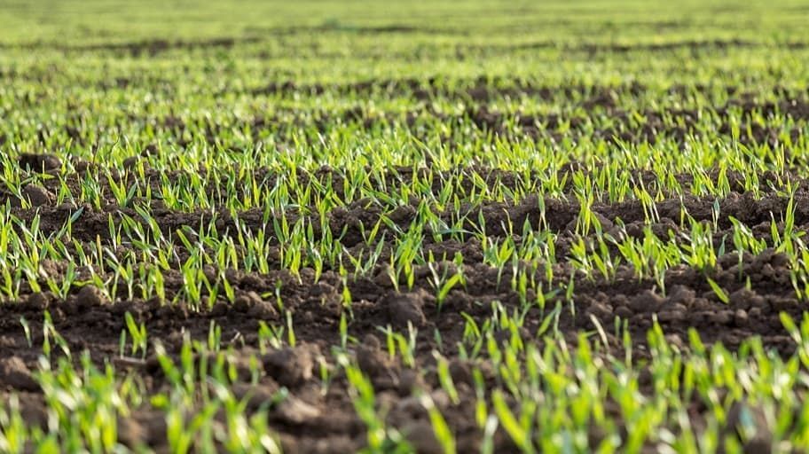 A field of green grass growing out of the ground.