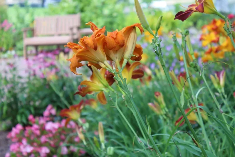 A bunch of flowers are growing in a garden with a bench in the background.