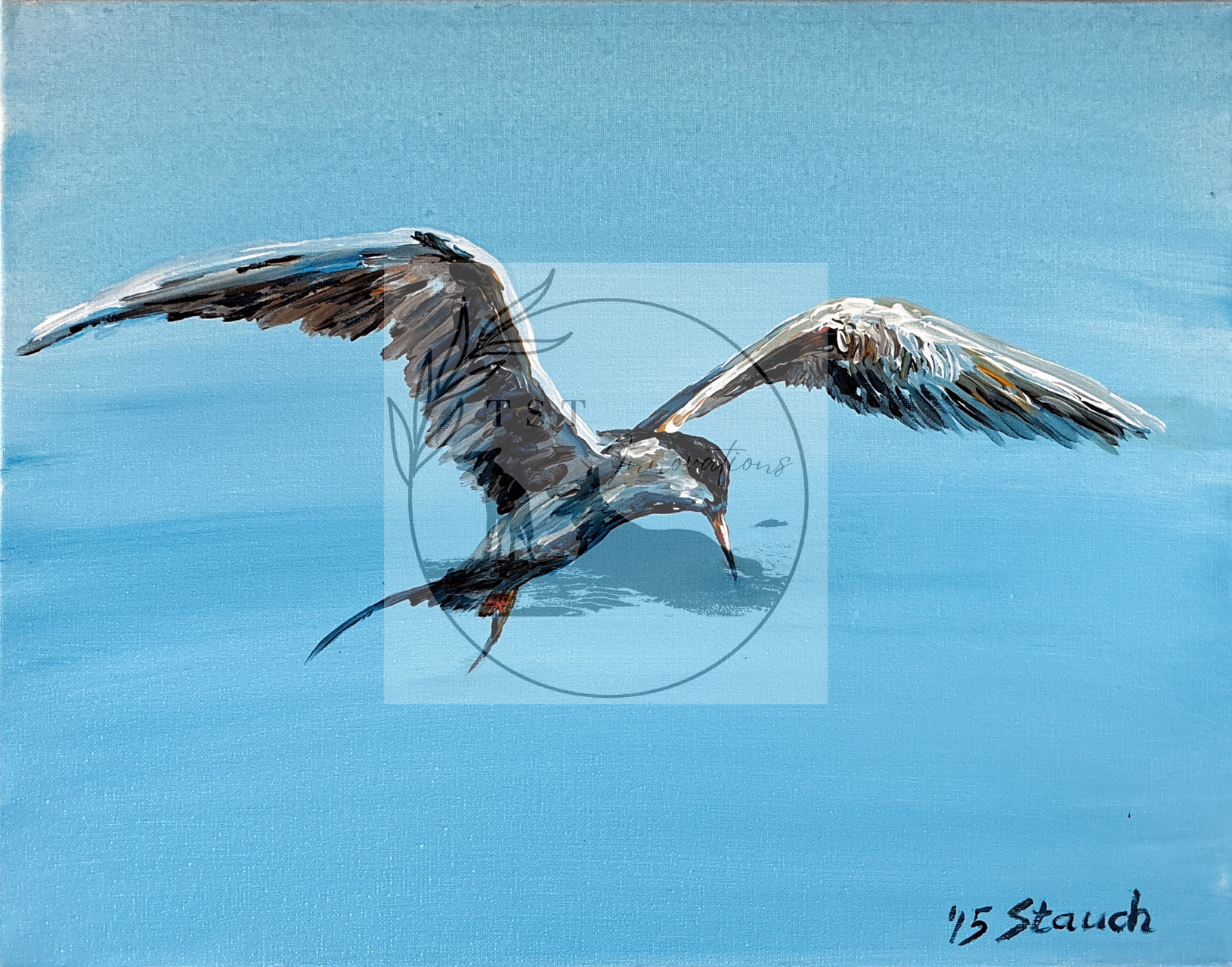 Swallow
