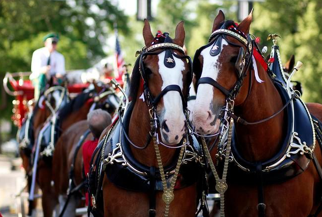 A group of horses are pulling a carriage down a street.