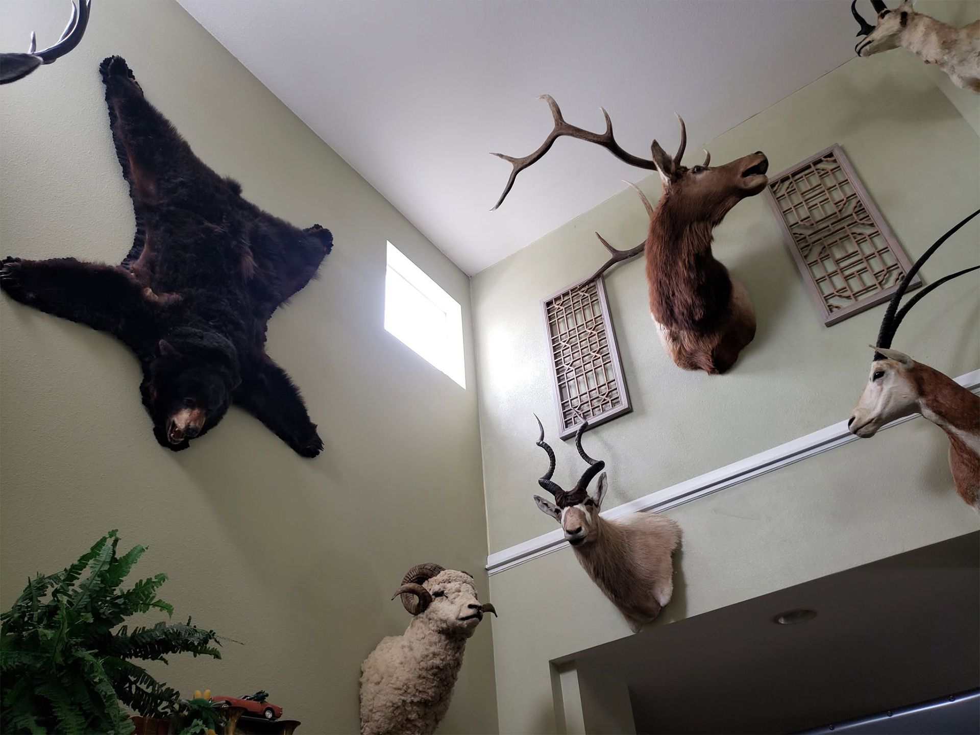 Mounted animal trophies on a wall in a room with high windows and a staircase railing
