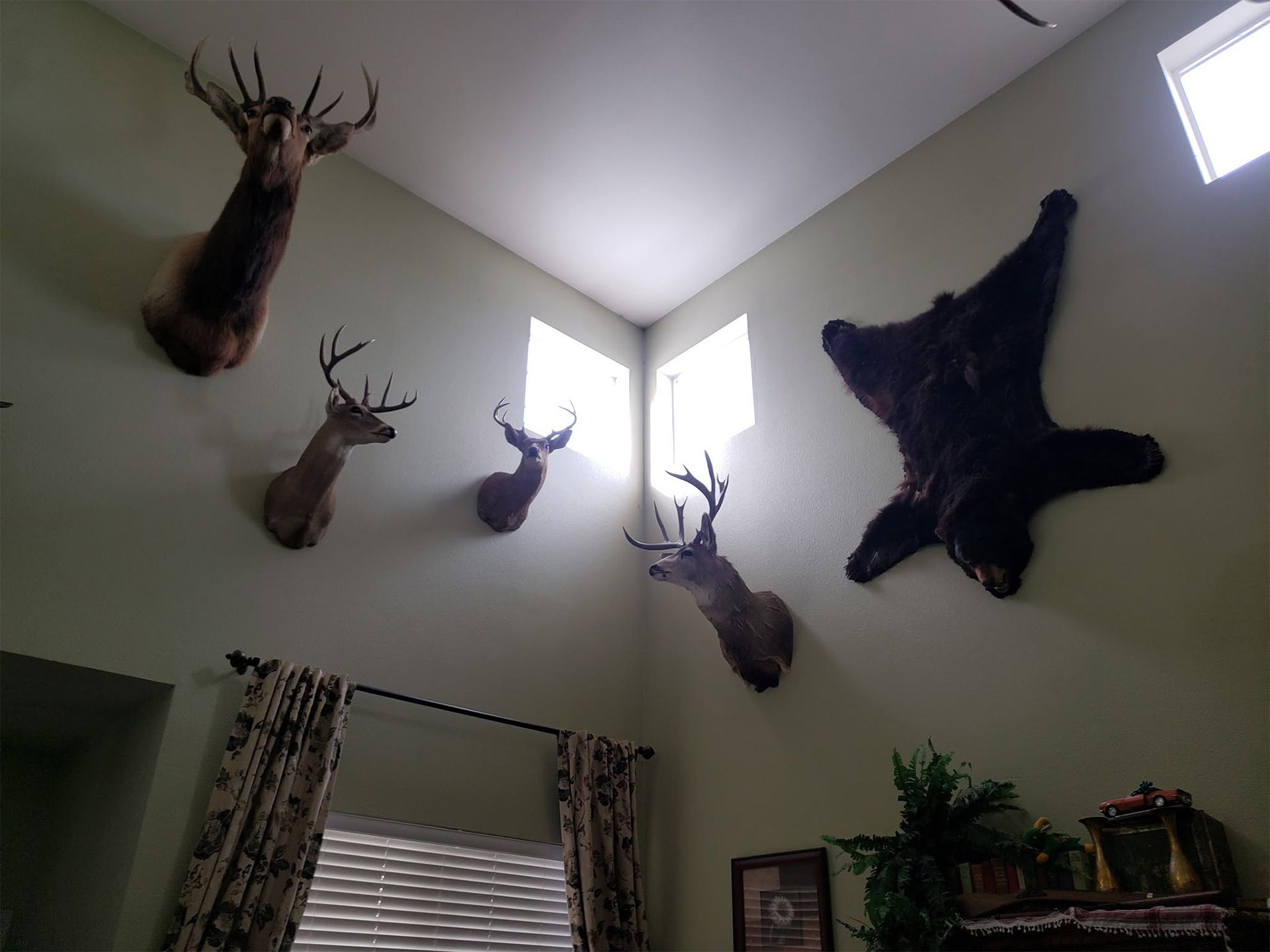 Mounted deer heads and a dark bear hide displayed high on a living room wall near a window