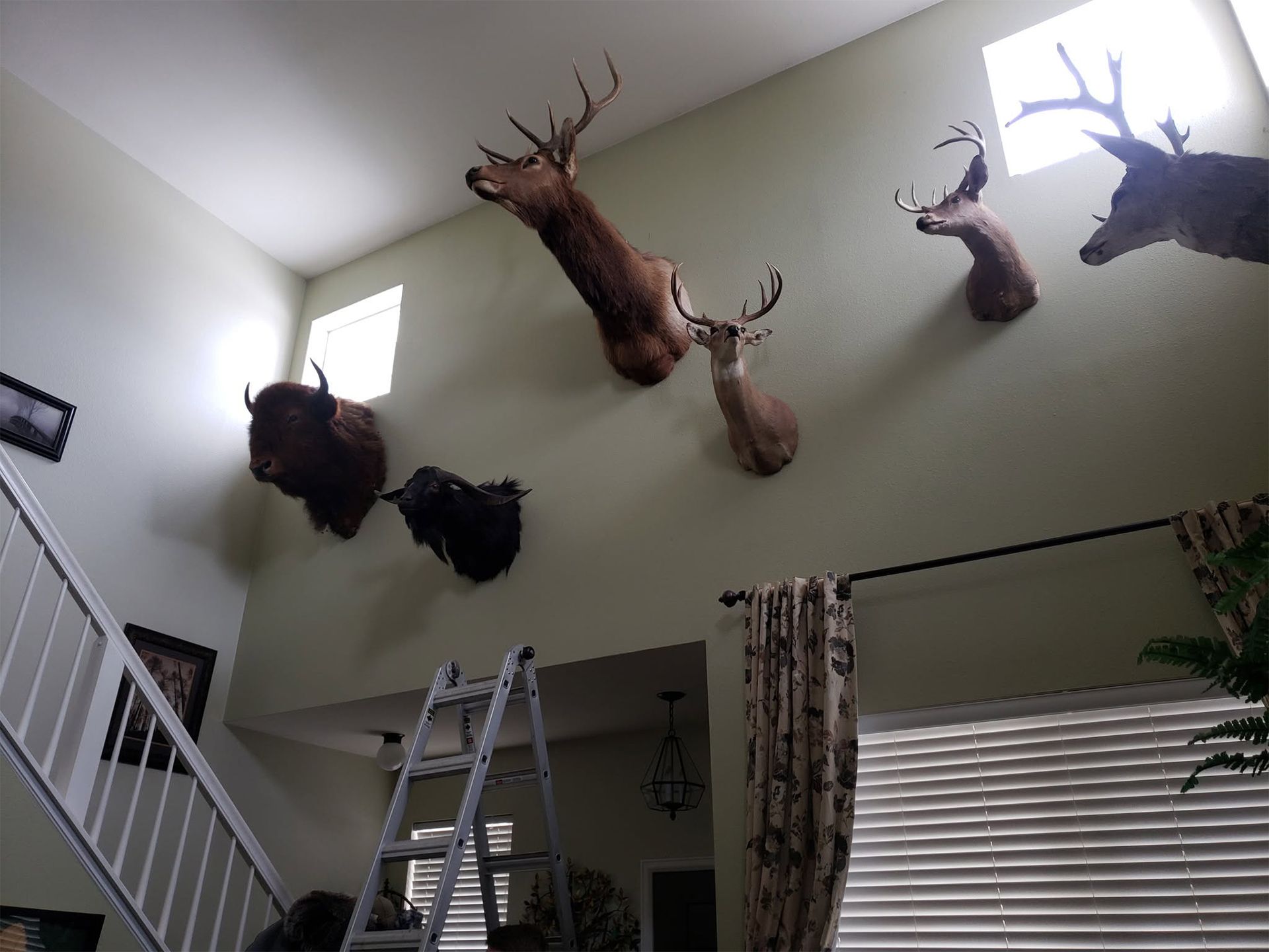 Living room with mounted deer heads on a tall wall above a ladder and staircase