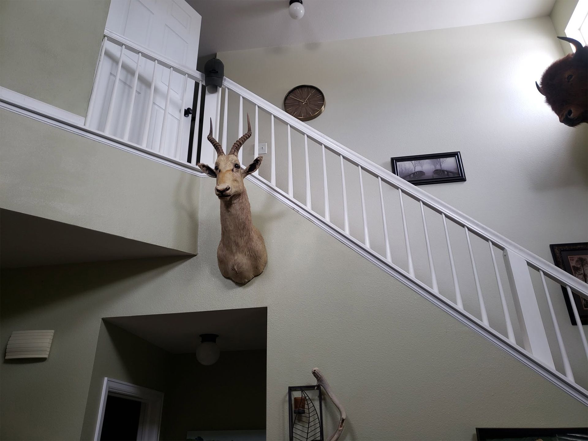 Mounted deer head on a wall above a staircase in a home interior.