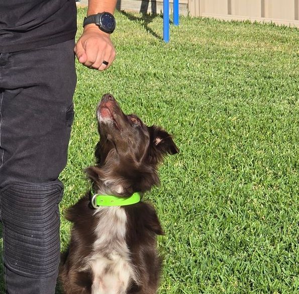 Dog Training - K9 Redemption
