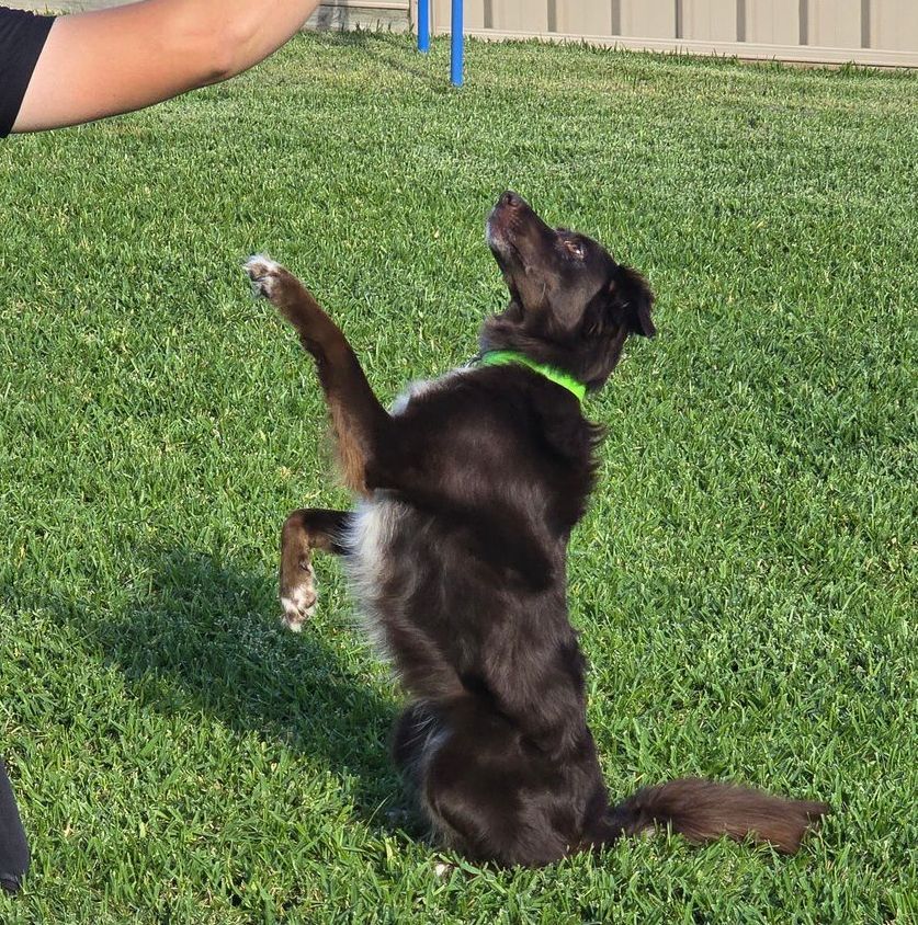 Dog Training - K9 Redemption