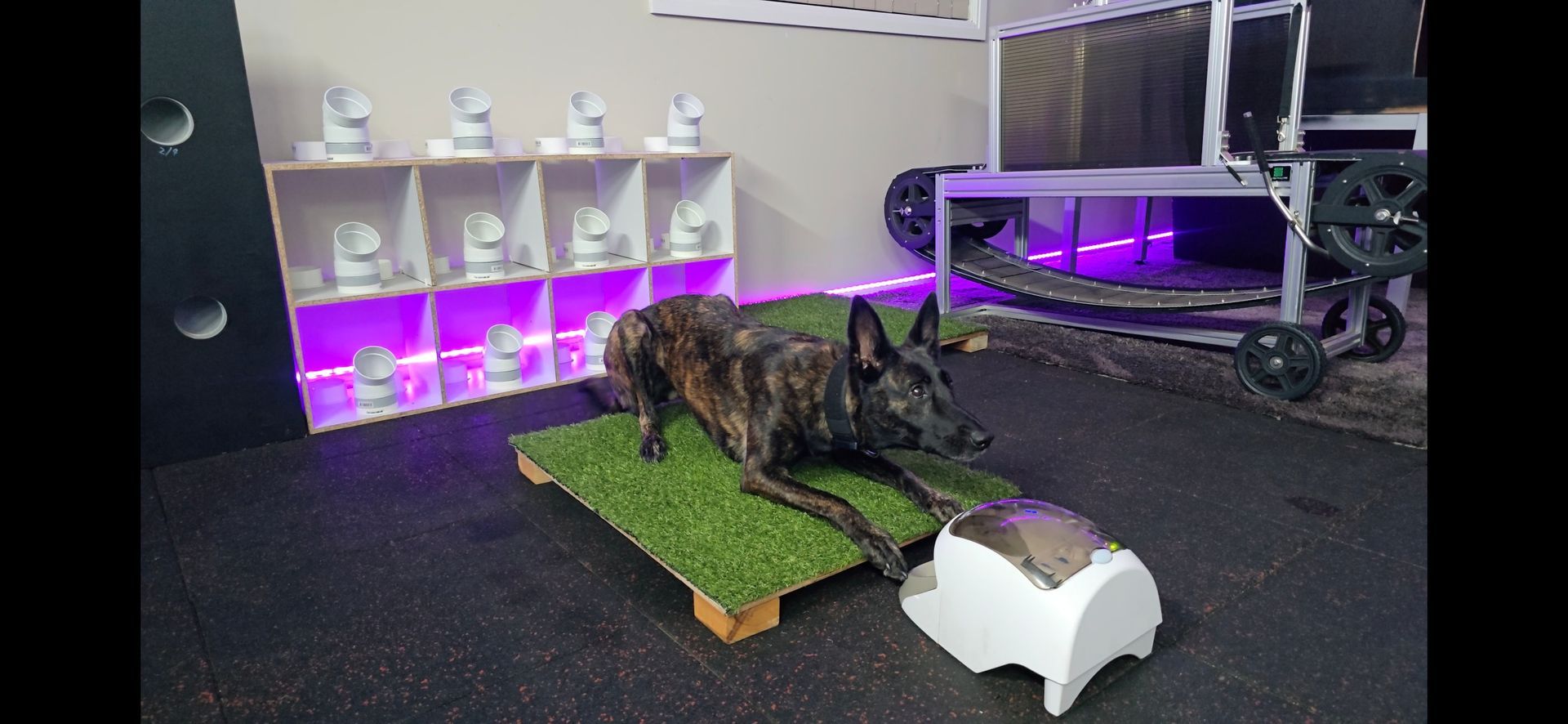 Dog Training - K9 Redemption