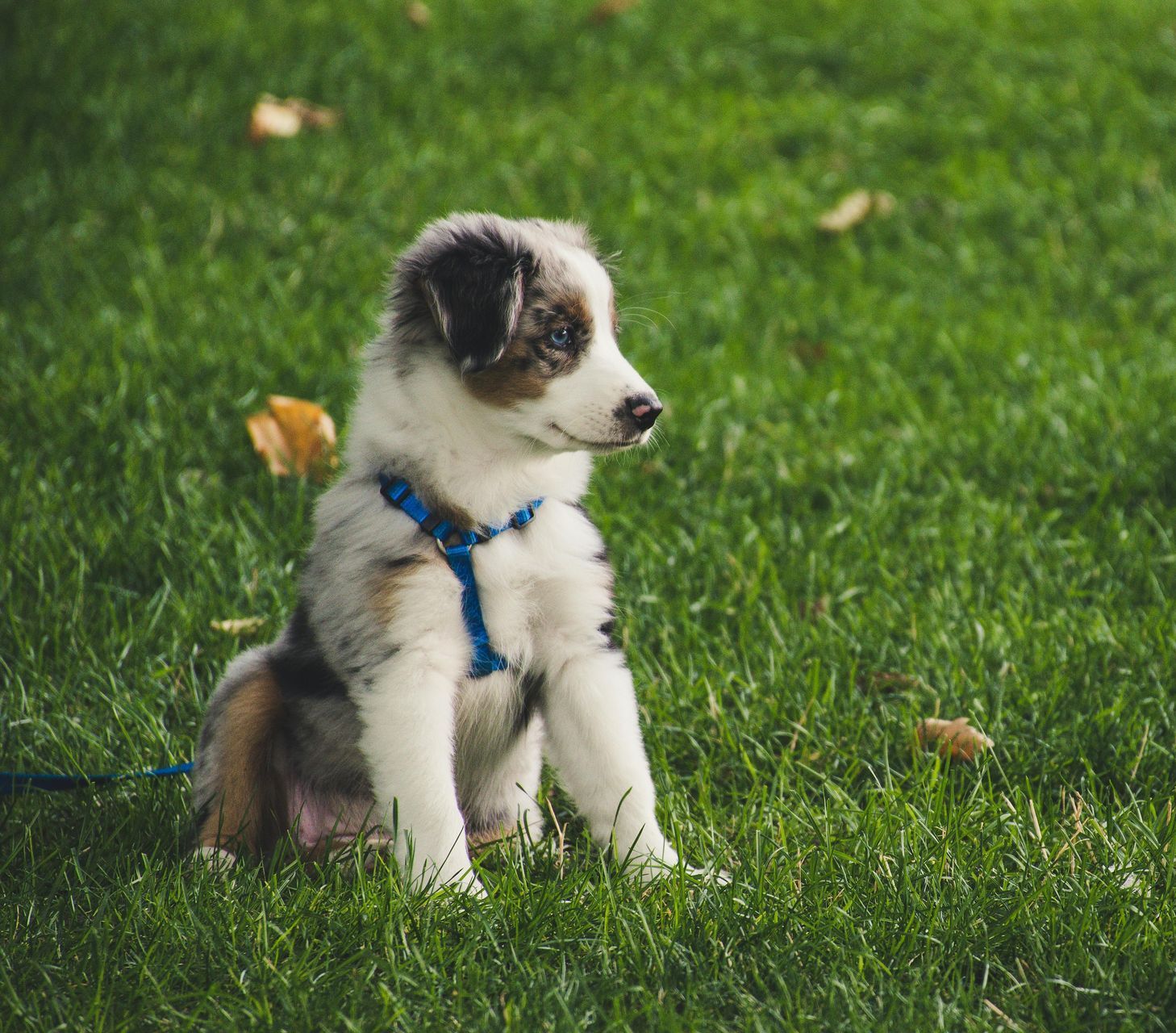 Pupp Training