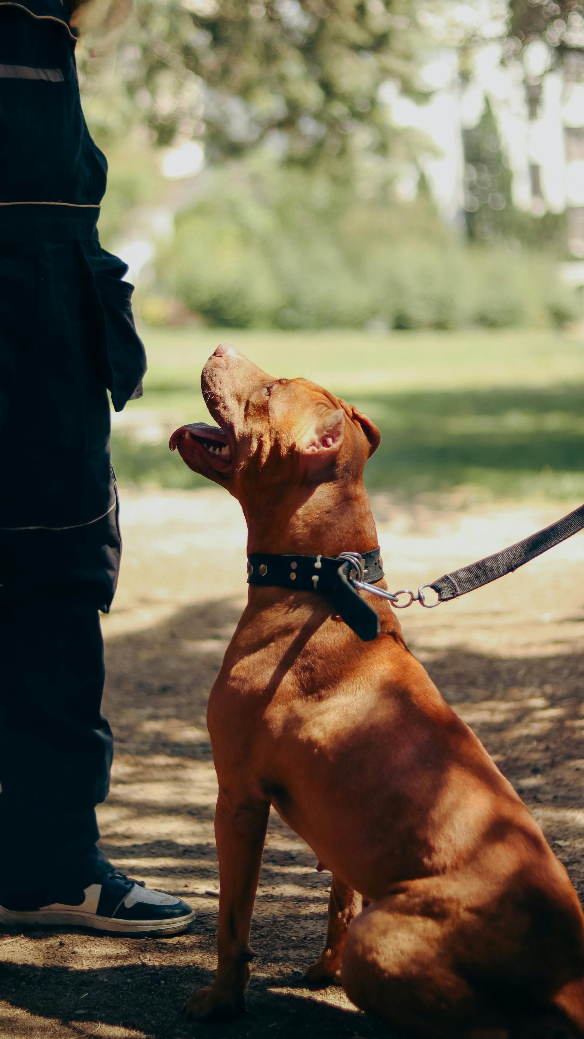 Dog Training