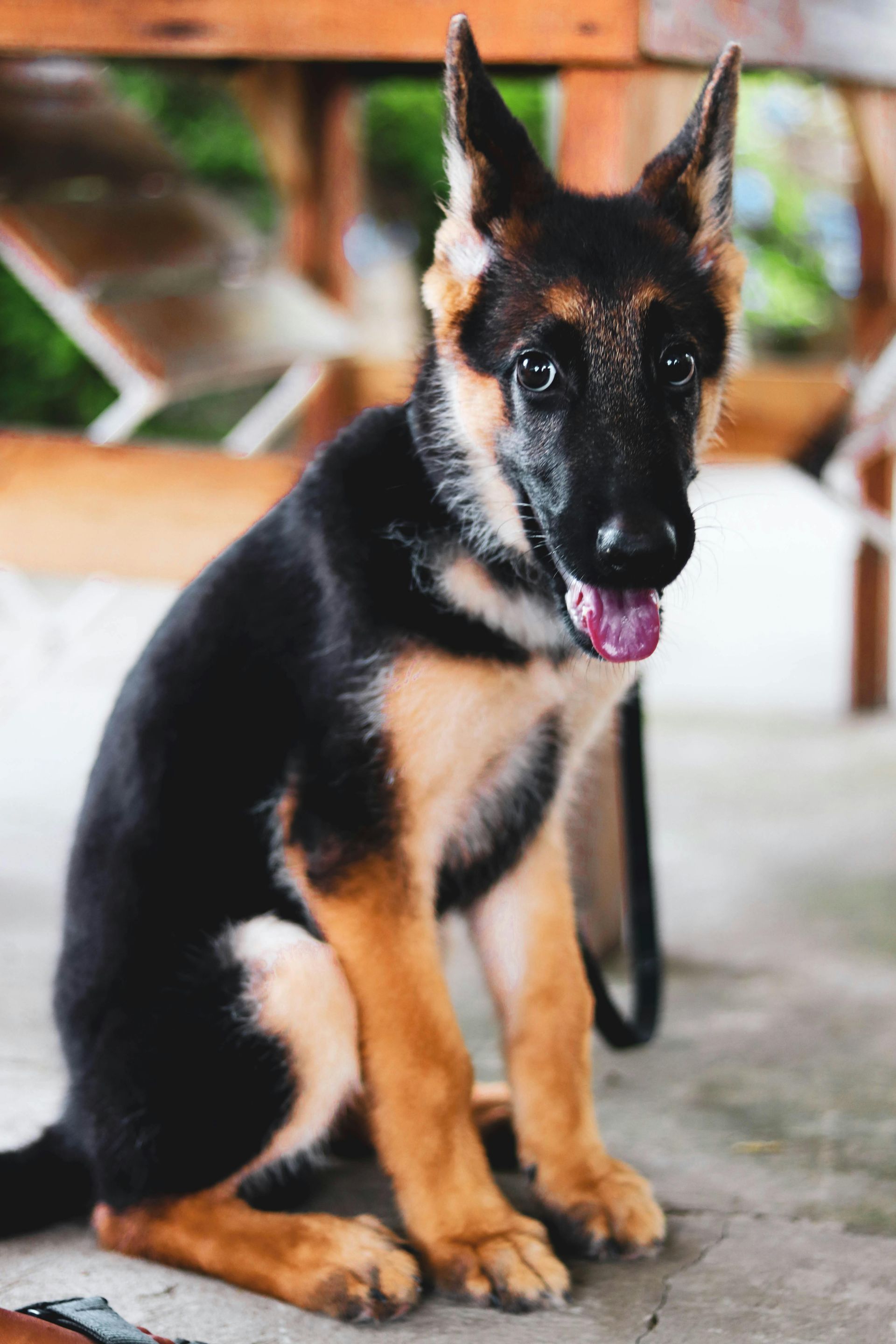 Puppy Training