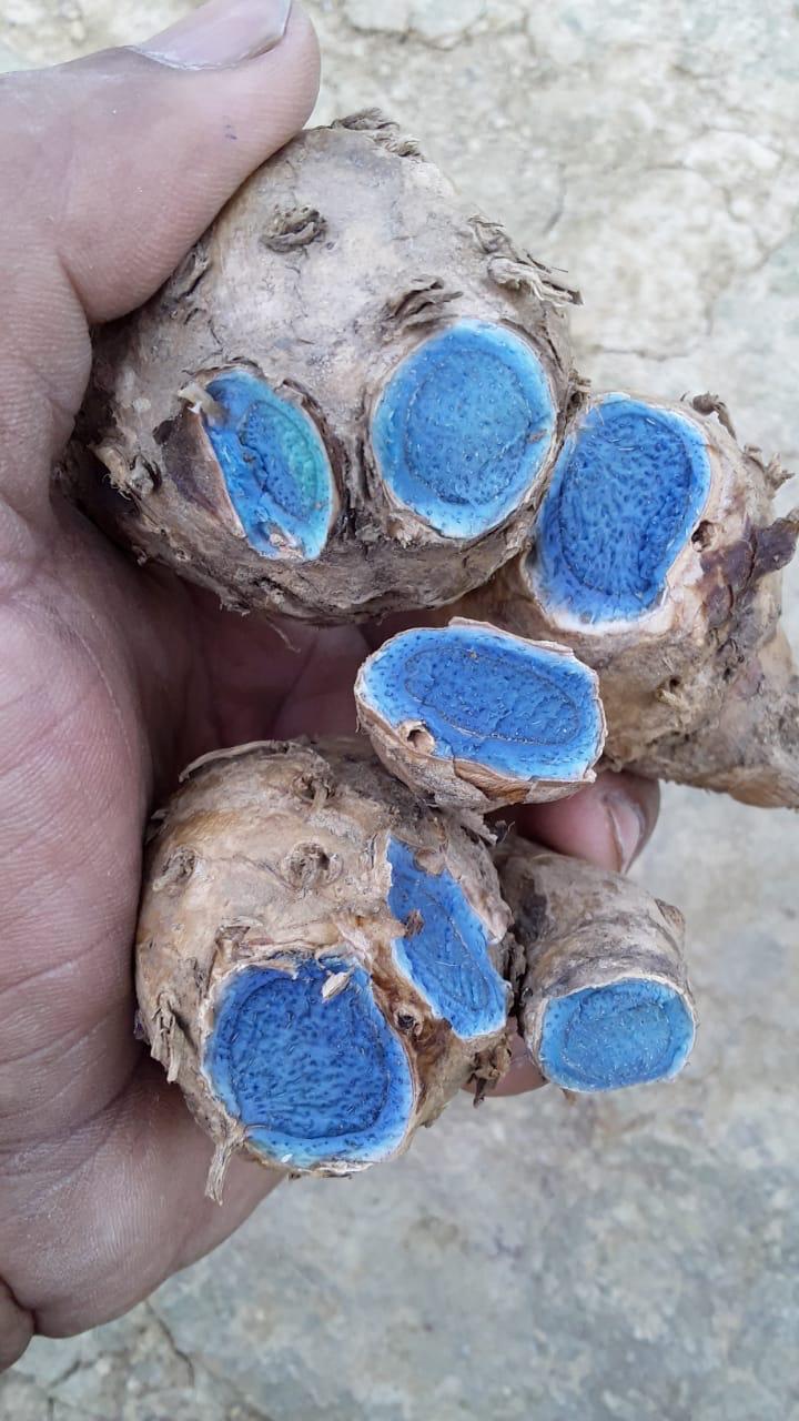 pianta della curcuma della migliore varietà