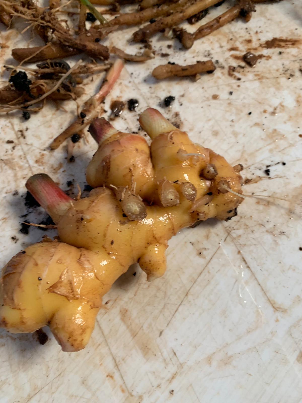 pianta della curcuma