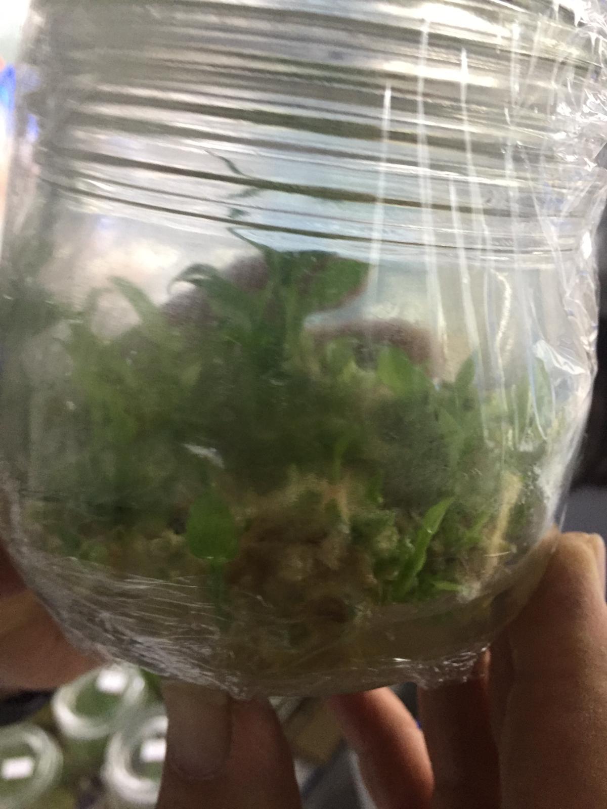 pianta della curcuma coltivata in vitro
