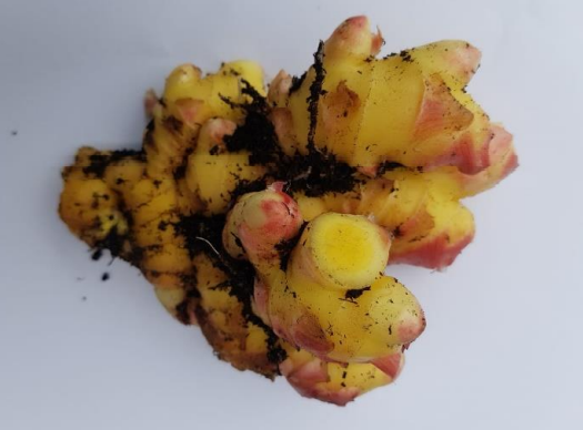 rizoma dal colore giallo intenso