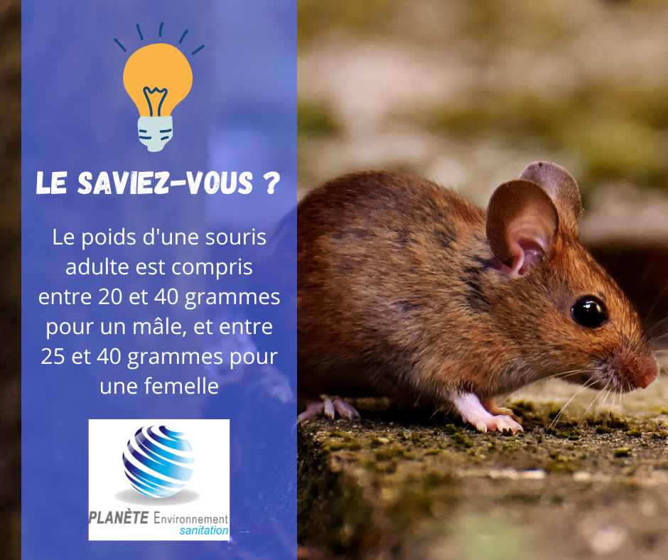 Le sort incertain de plus de 2300 chauves-souris brunes | OHdio | Radio