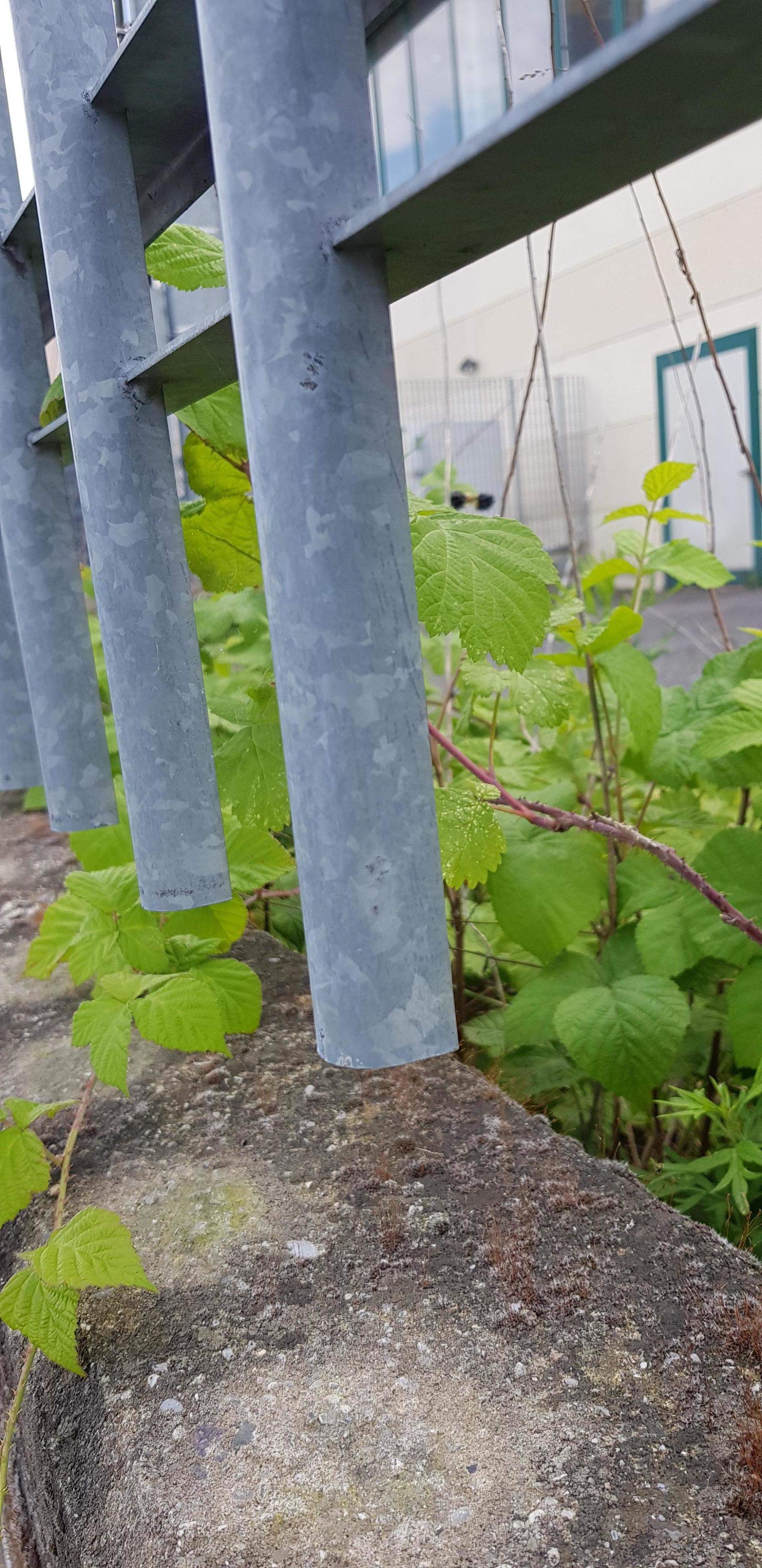 Piante verdi che crescono accanto a pilastri di cemento grigio sotto una struttura metallica all'aperto