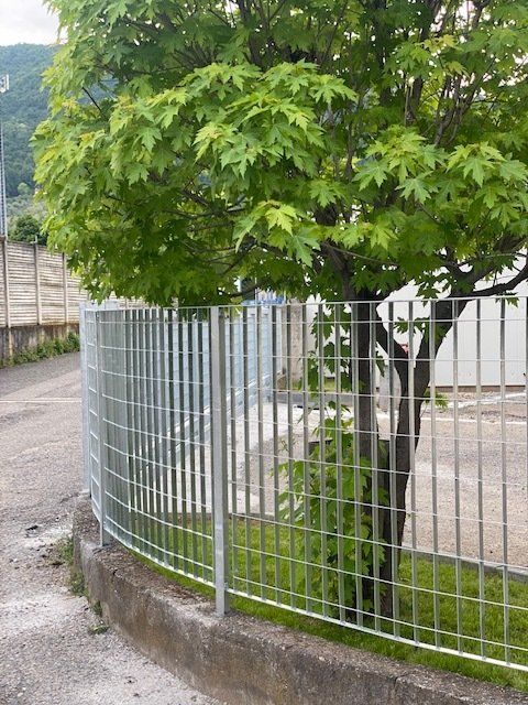Albero che cresce attraverso una recinzione metallica bianca lungo una curva a lato della strada.