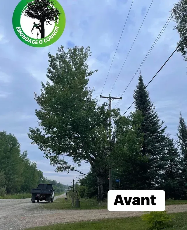 Un camion roule sur une route à côté d'un arbre et d'un panneau indiquant avant