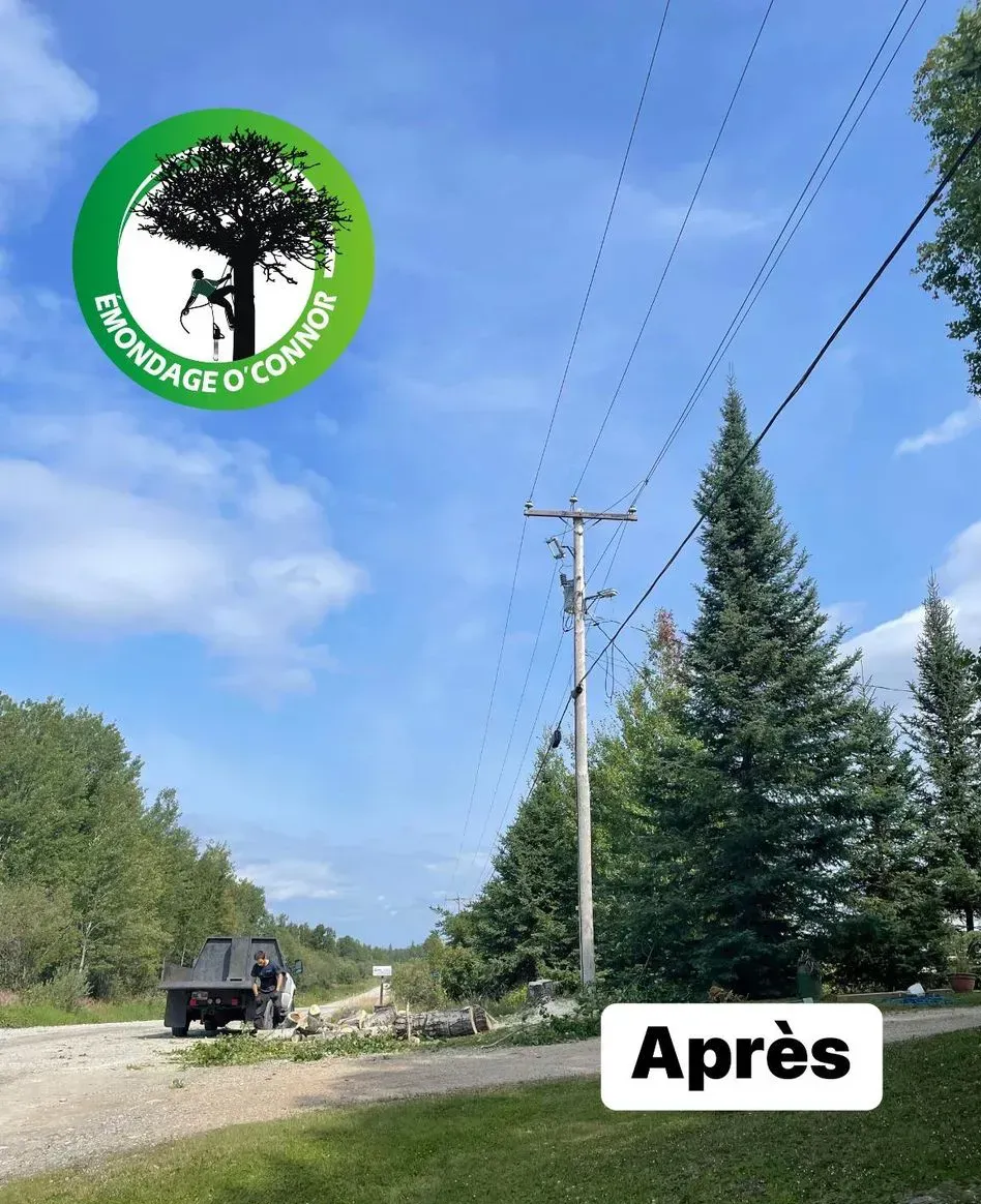 Une photo d'un arbre avant et après avoir été abattu