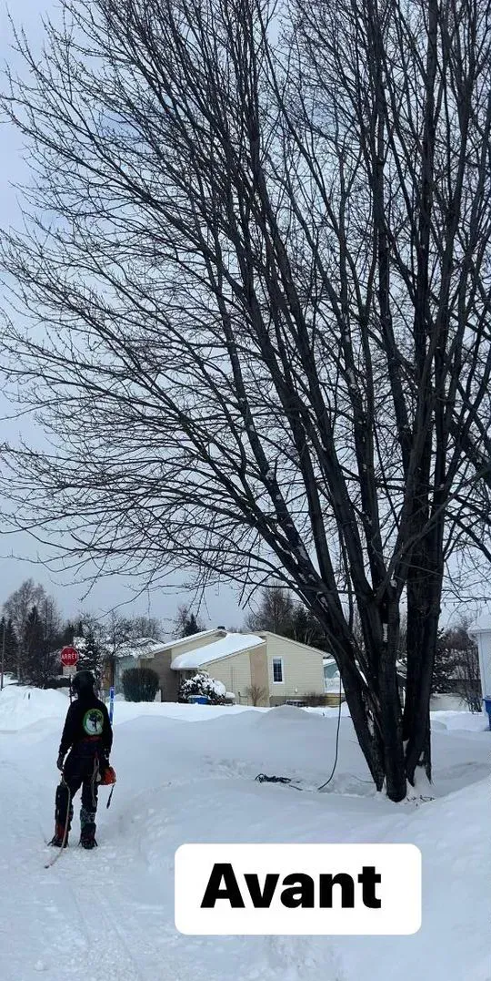 Une personne se tient debout dans la neige à côté d'un arbre.