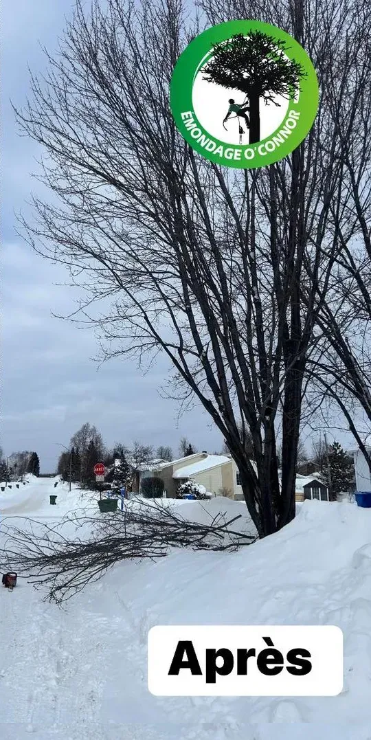 Un arbre est assis au milieu d'un champ couvert de neige.