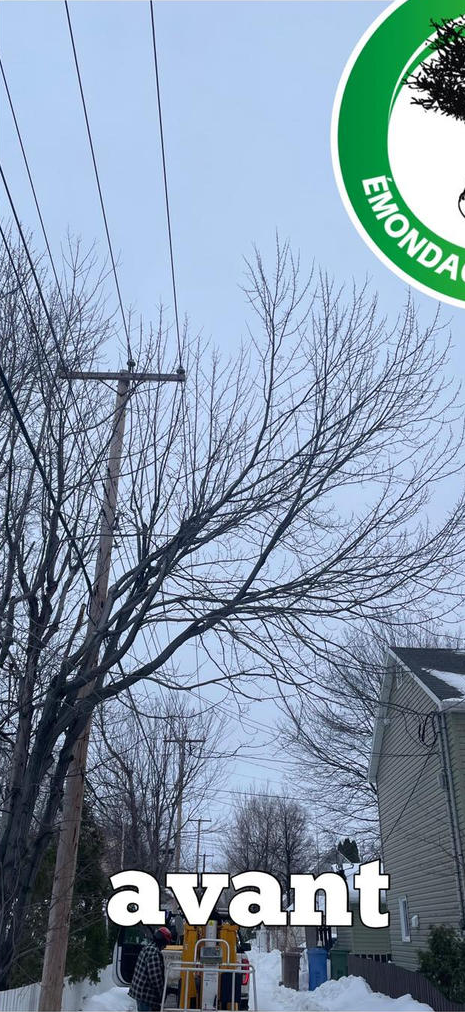 Une photo avant et après l'abattage d'un arbre