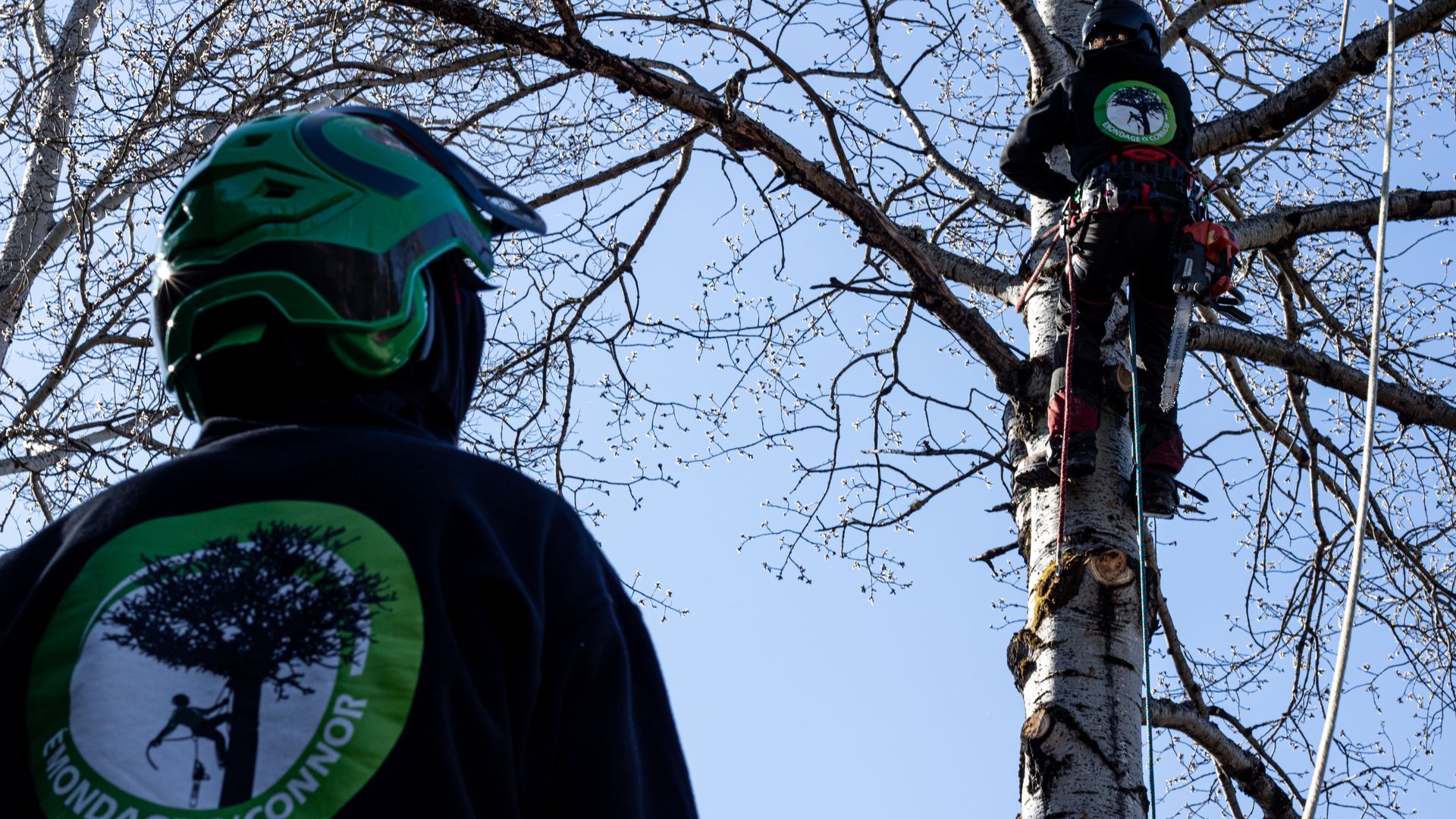 Un homme coupe un arbre avec une tronçonneuse.