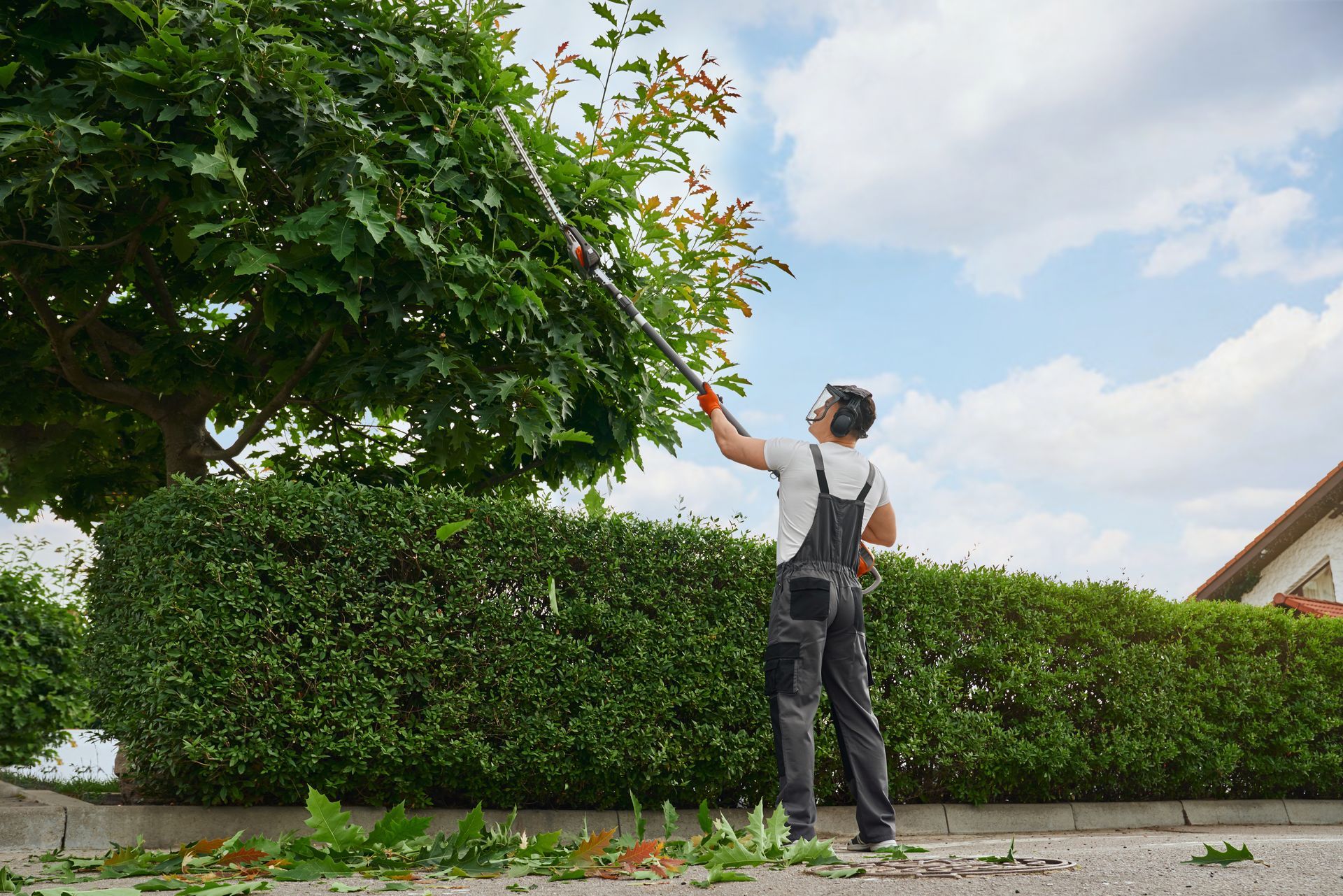 Un homme coupe un arbre avec un taille-haie.