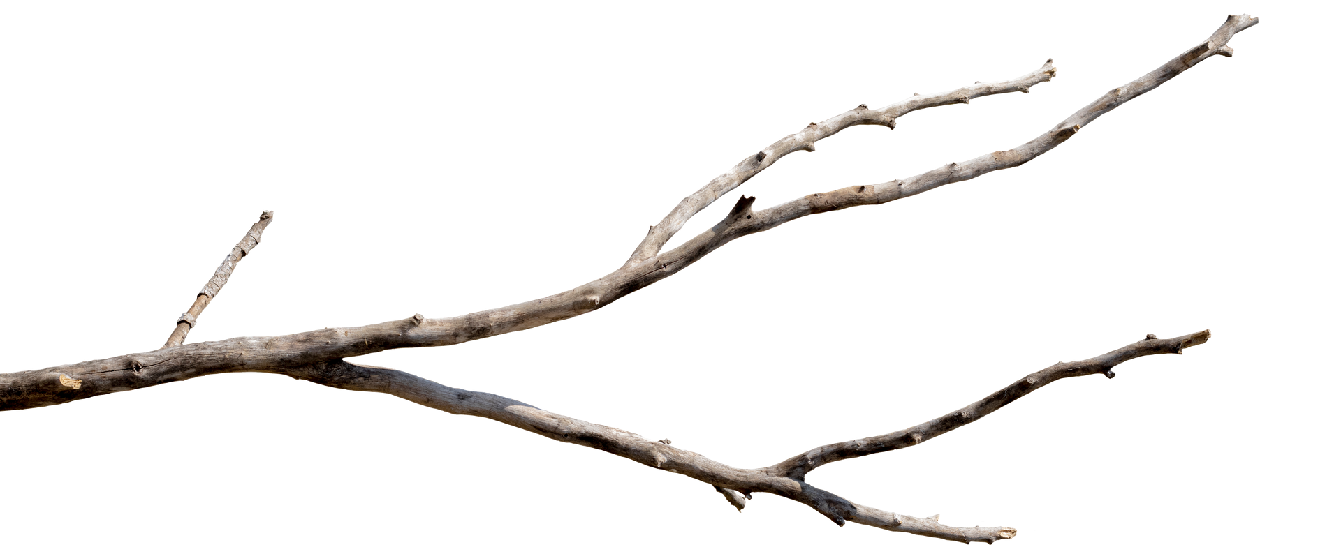 Une branche d'arbre sans feuilles sur fond blanc.