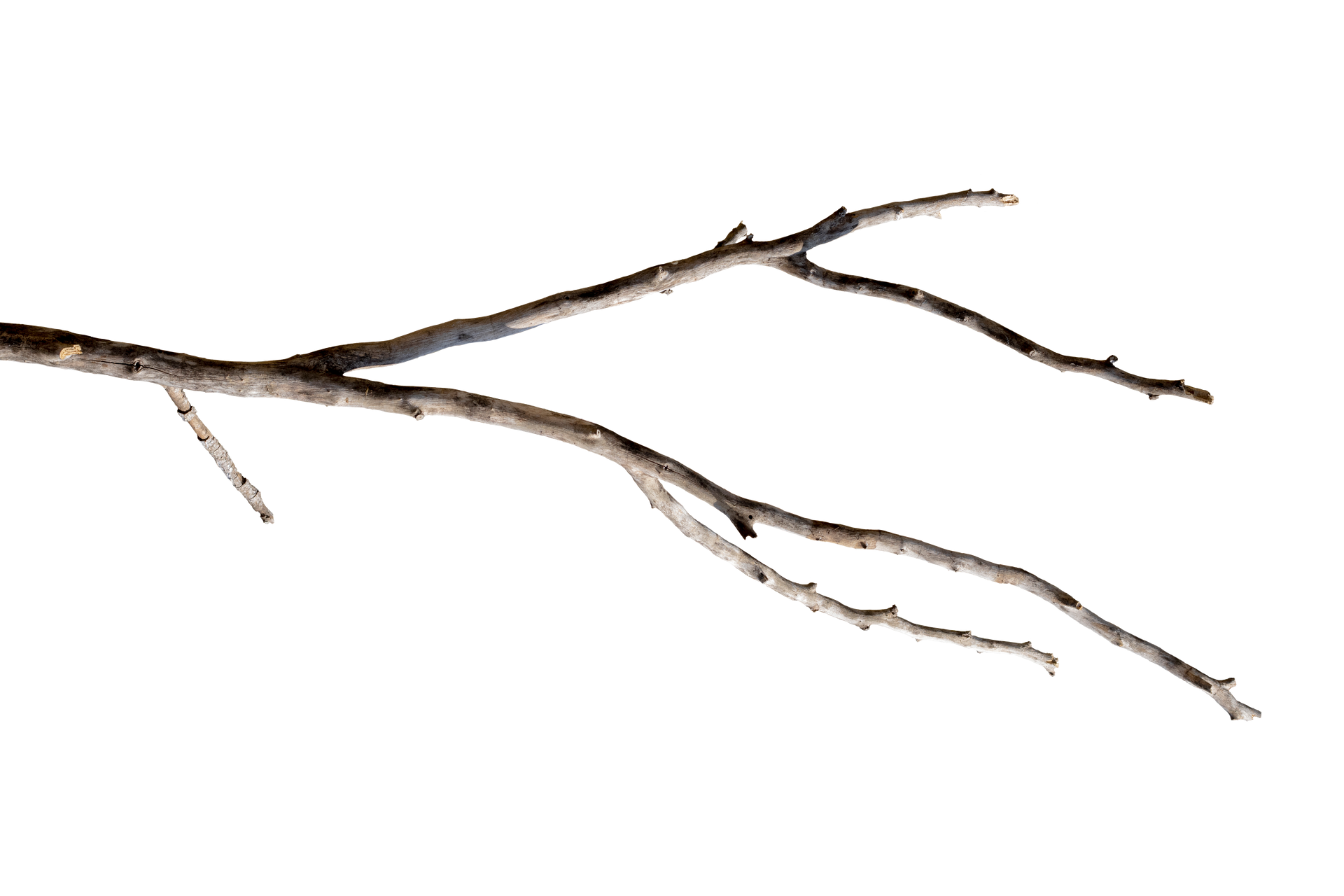 Une branche d'arbre sans feuilles sur fond blanc.
