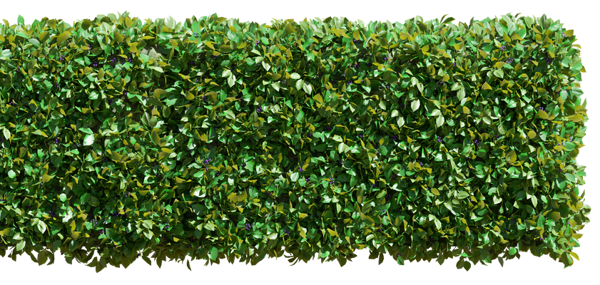 Une haie verte avec beaucoup de feuilles sur fond blanc.