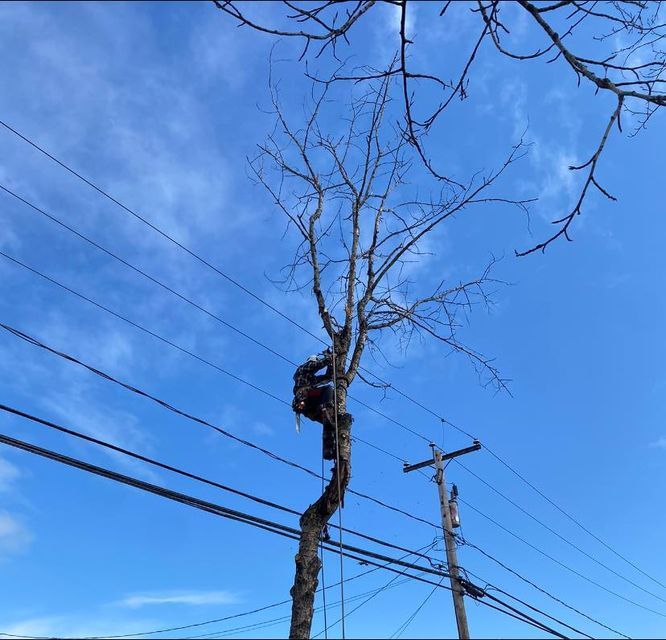 Un homme grimpe à un arbre à côté de lignes électriques