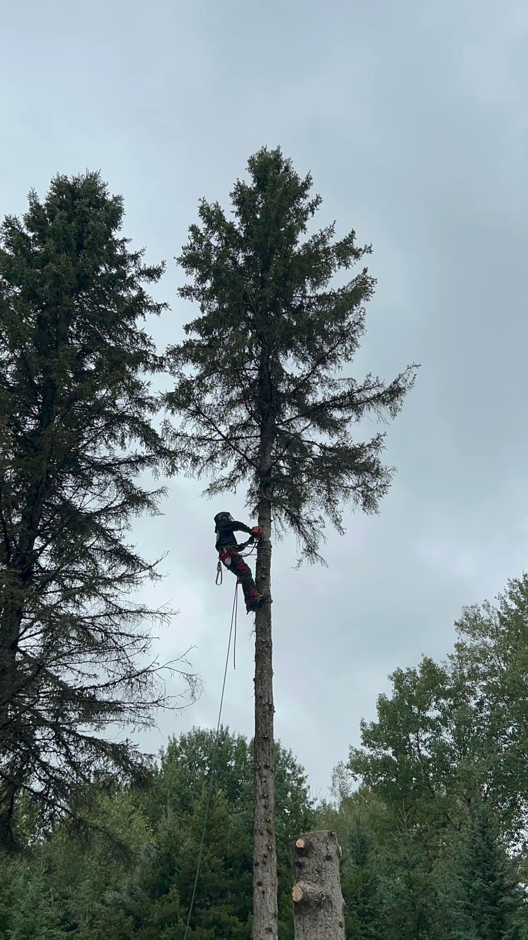 Un homme grimpe à un arbre avec une tronçonneuse.